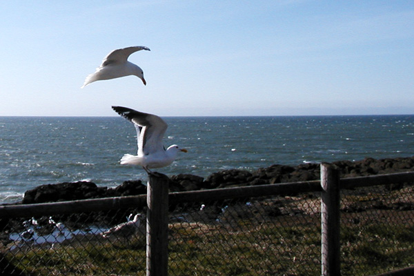 seagulls, Boyler Bay, Oregon Coast