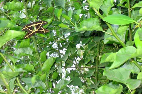 mating butterflies