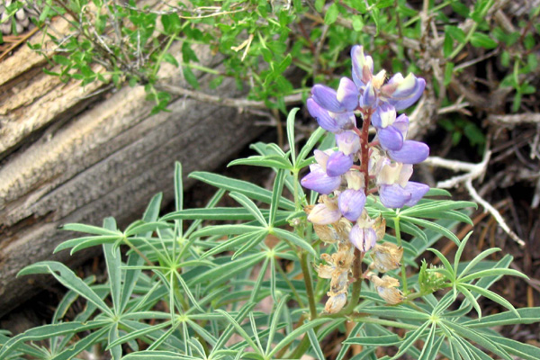 lupine in Round Valley