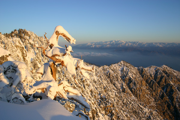 The Frozen Tree, Mt. San Jacinto.